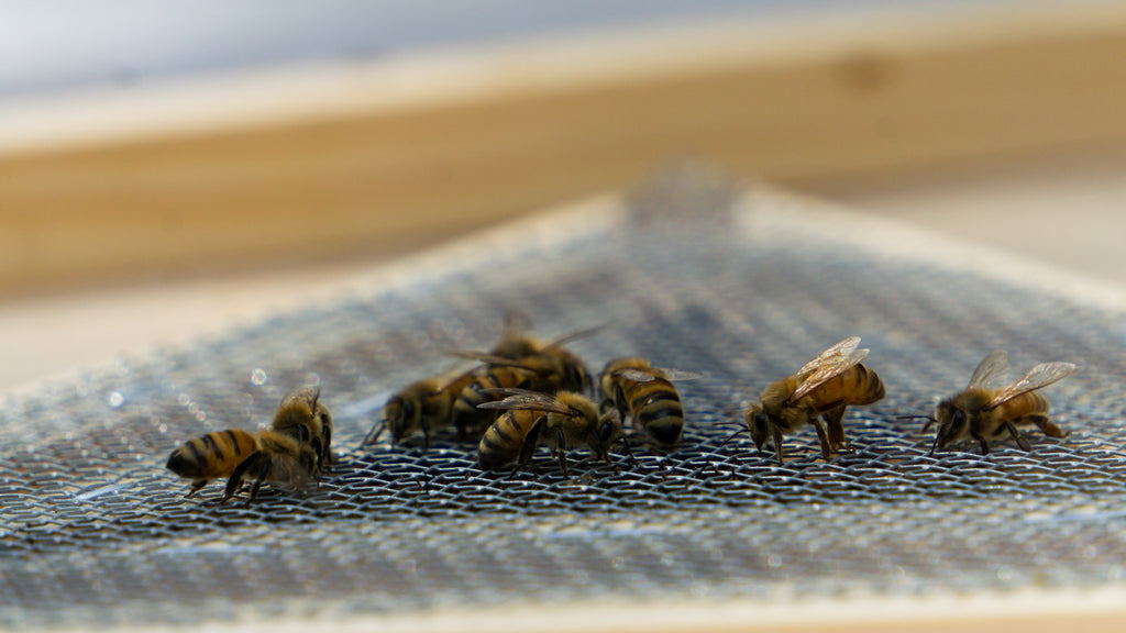 Close up of honeybees