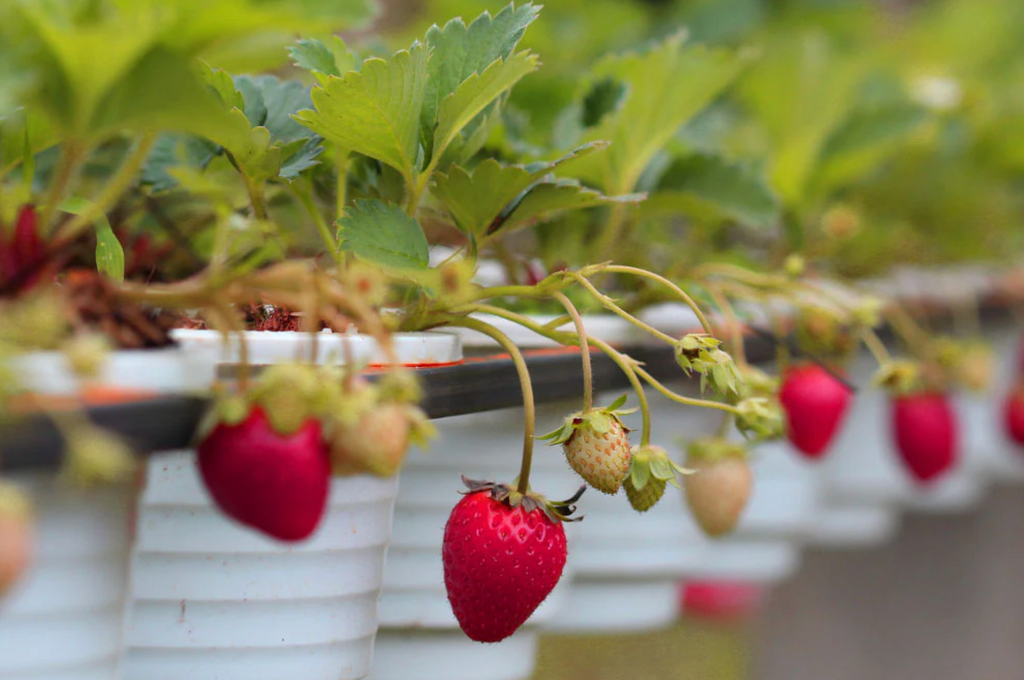 Strawberries growing out of pots