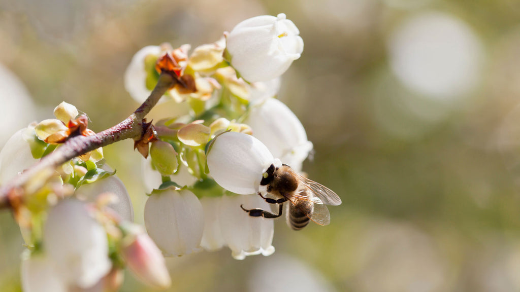 bee pollinating blueberry bushes