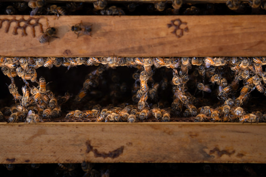 bees festooning between hive frames