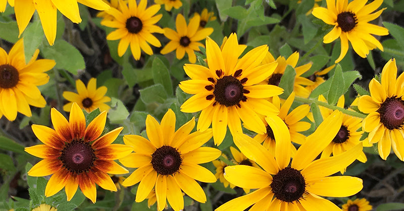 yellow flowers