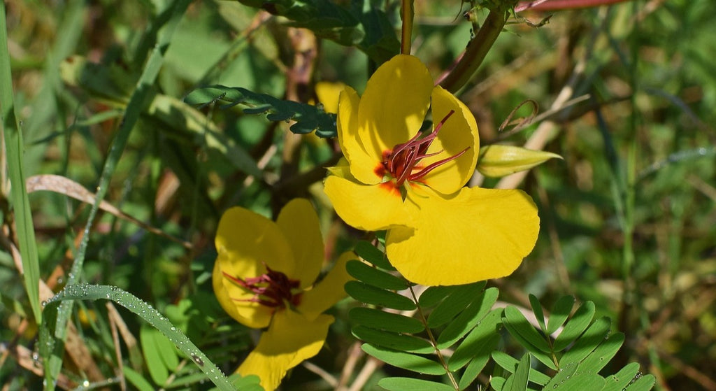 Partridge pea blossoms