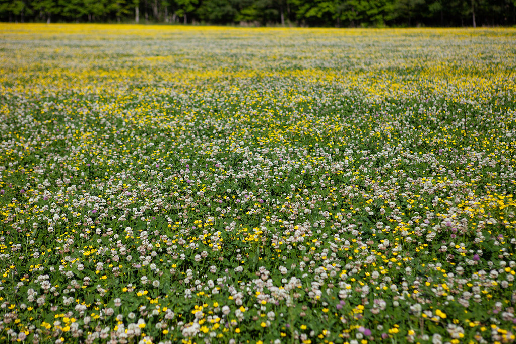 a field of clover and yellow flowers