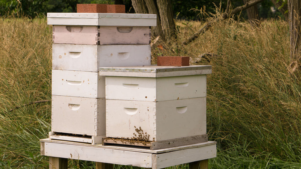 langstroth hives in Chesterhaven Apiary