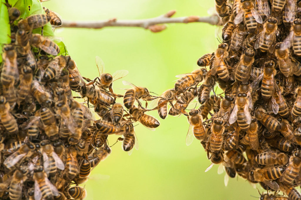 2 groups of bees festooning