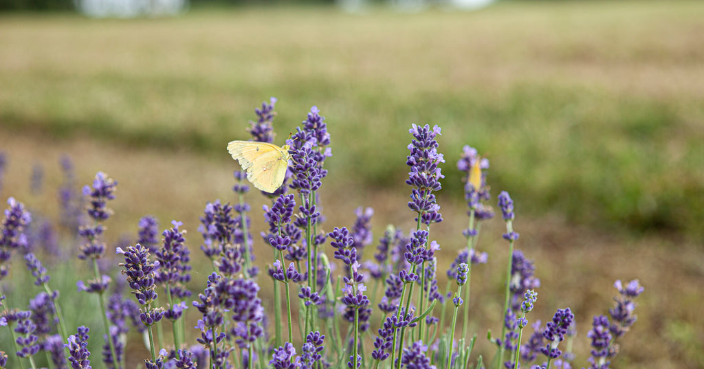 Yellow butterfly on lavender flowers