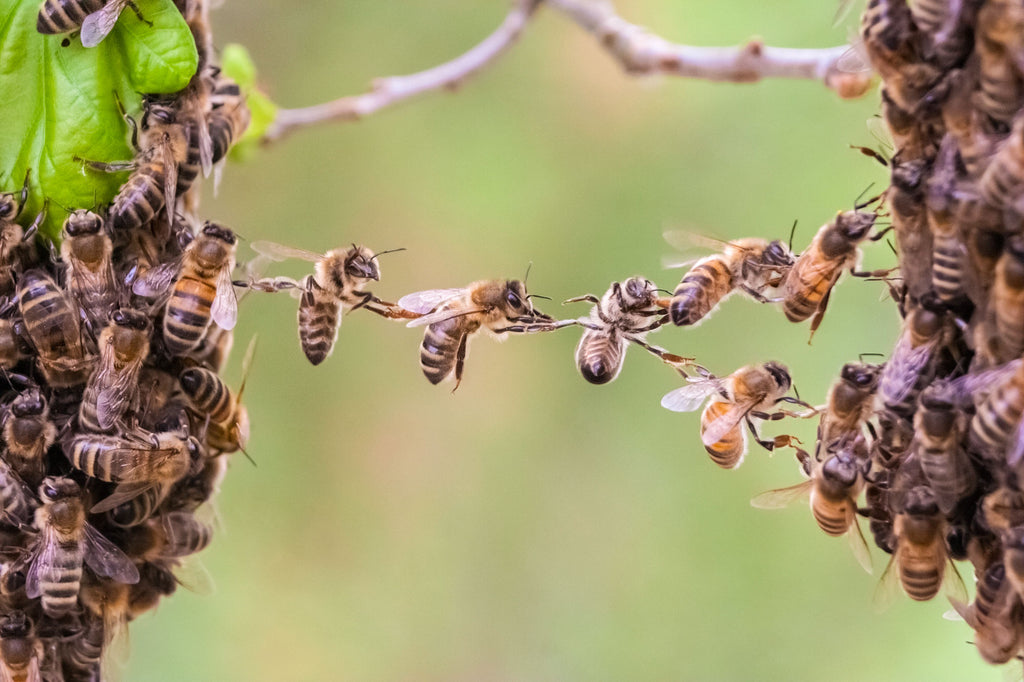 wild bees in a line Festooning