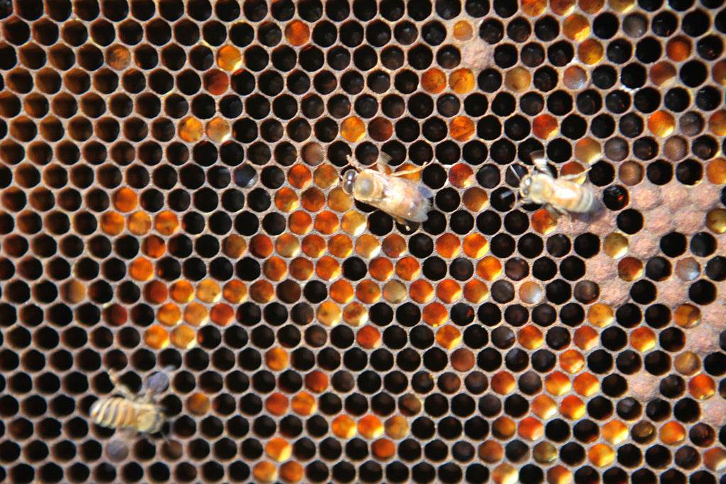 pollen in a frame of beesswax