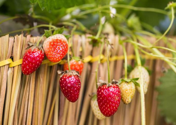 Strawberries ripening and growing on a vine