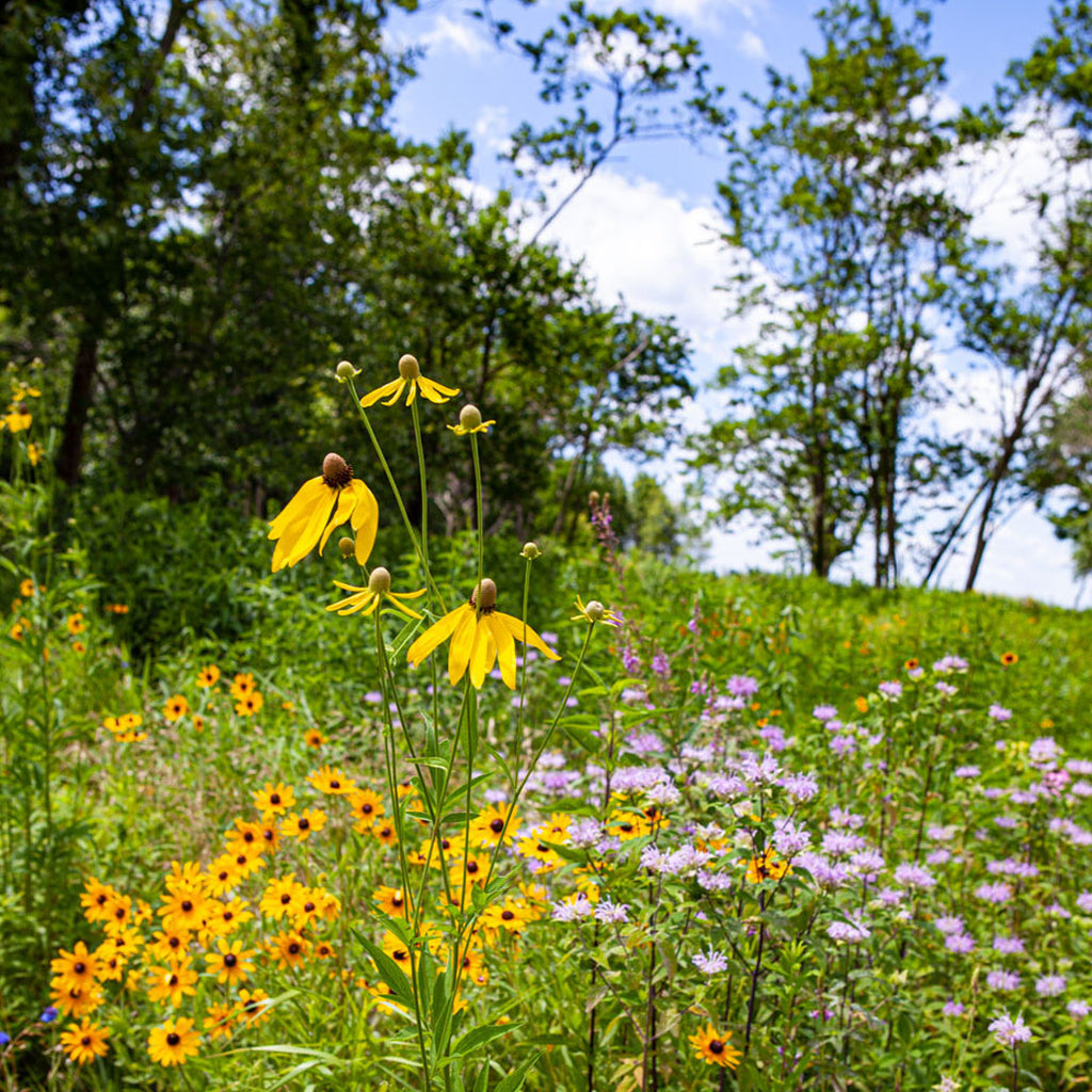 wildflowers on farm