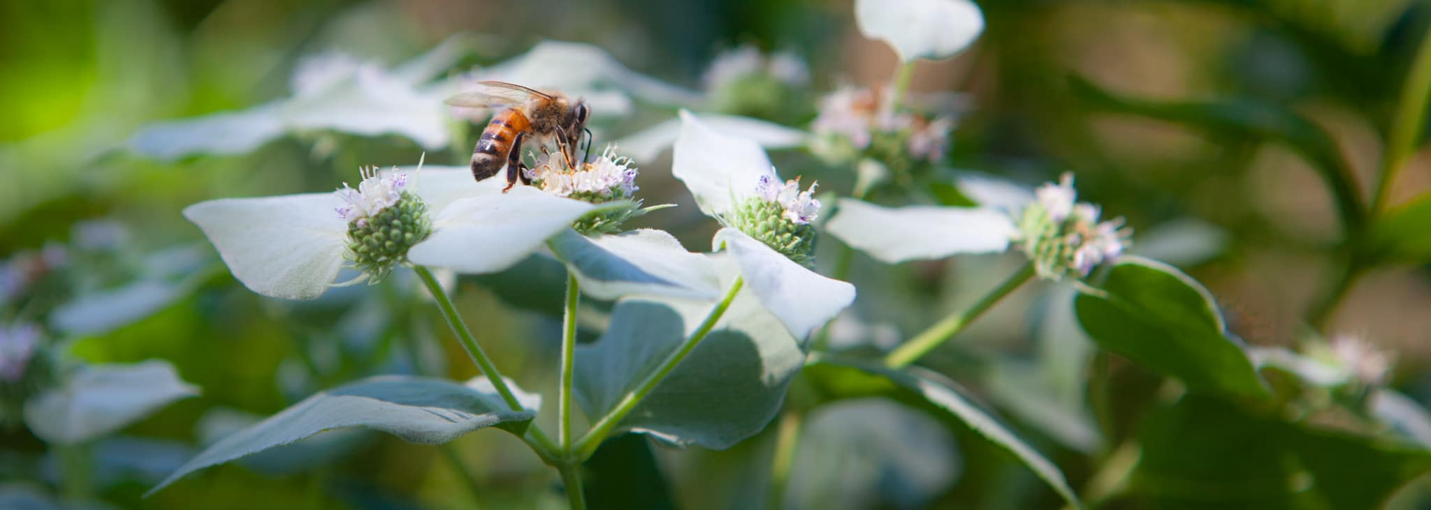 Photo of a honey bee on flower