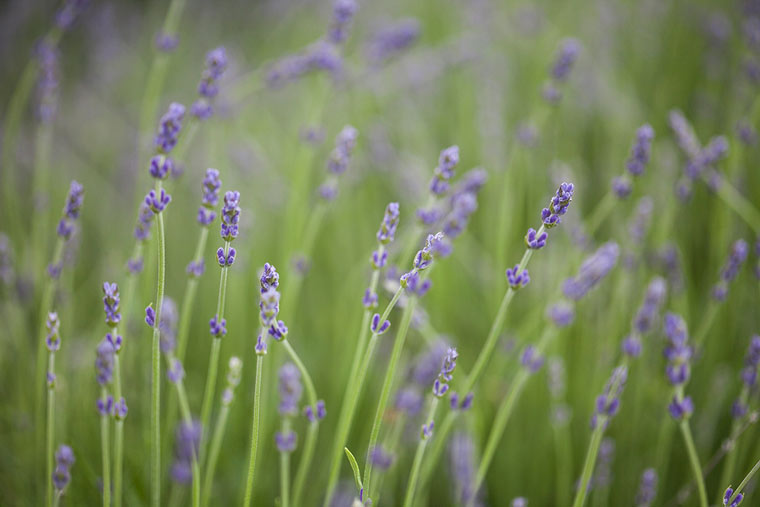 Unique uses for the purple plant. Discover five ways to use lavender as a bug and moth repellent, to soothe aches and pains, for burn relief and in food. Calm your stomach, mind, and skin.