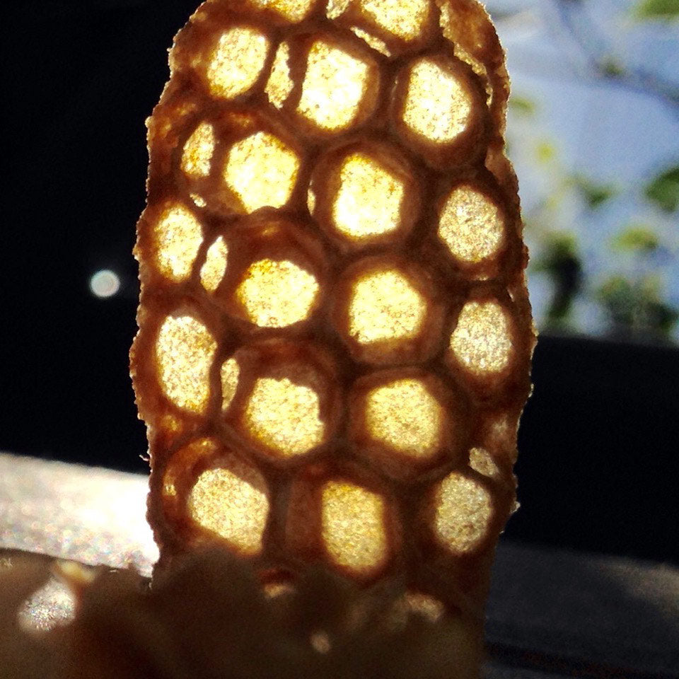 burr comb that has been backlit