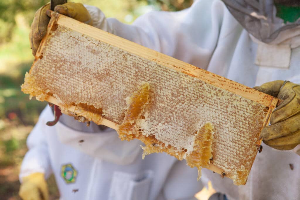 A section of comb from the hives