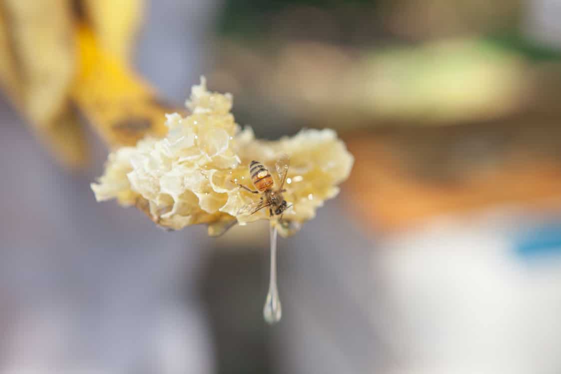 Bees on Raw beeswax out of the hive dripping with honey photo by Kirsten Elstner