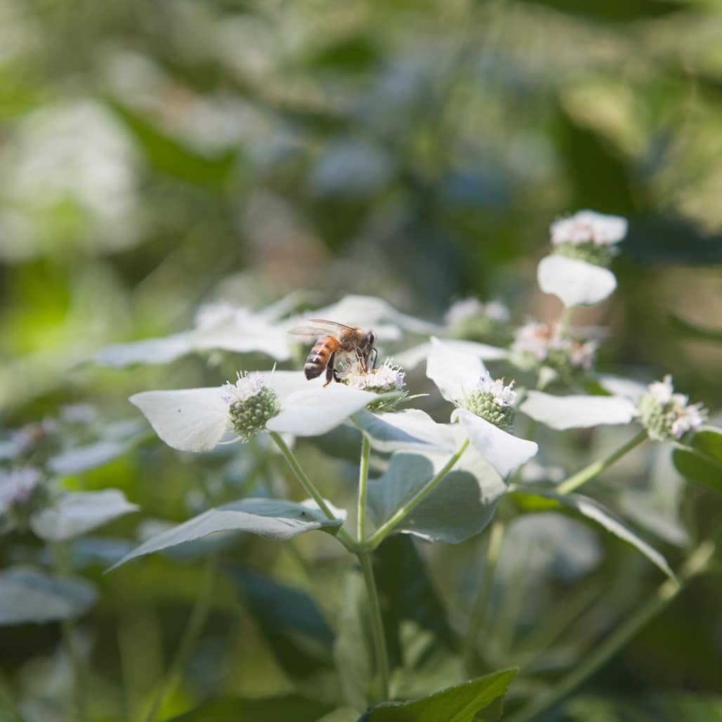 A honeybee on mountain mint