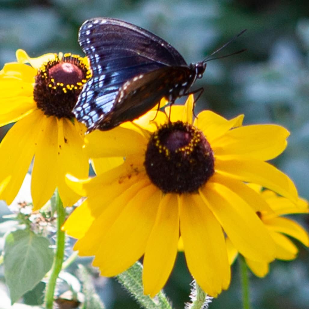 Blackwing butterfly on blackeyed susan