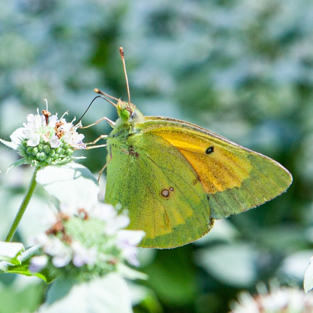 yellow butterfly on chesterhaven beach farm on mountain mint