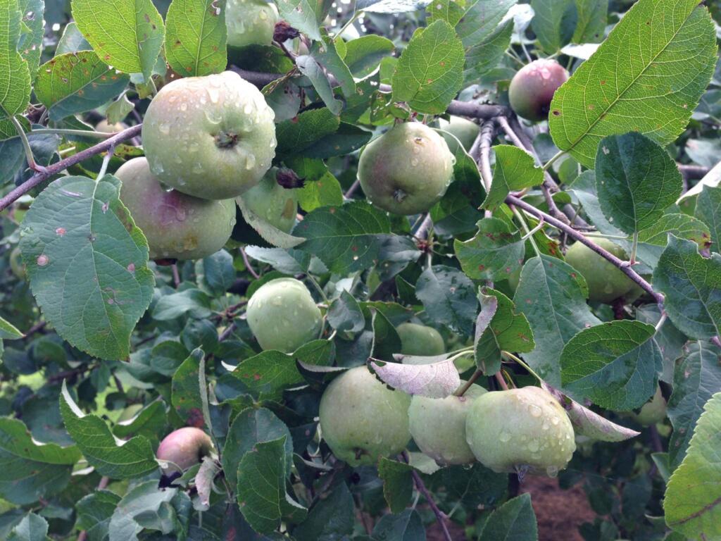 apples on the tree just ripe for picking