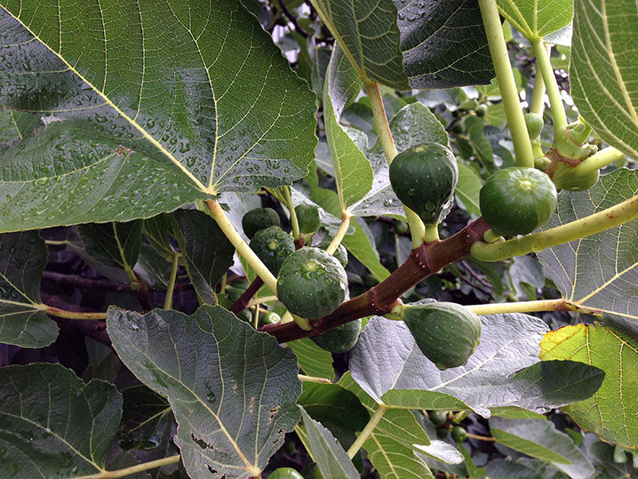 Fresh grown figs on our fig tree on Chesterhaven Beach Farm