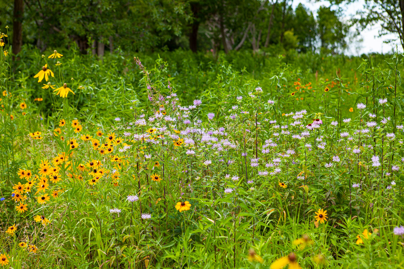 fields of wildflowers in bloom on Chesterhaven beach farm