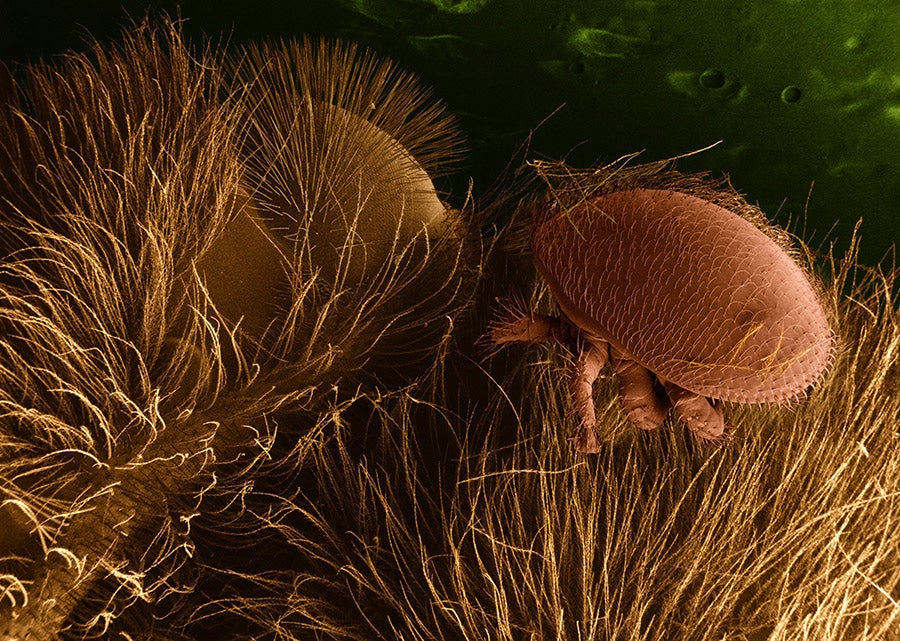 Macro shot of Varroa destructor (varroa mites) on honeybee host