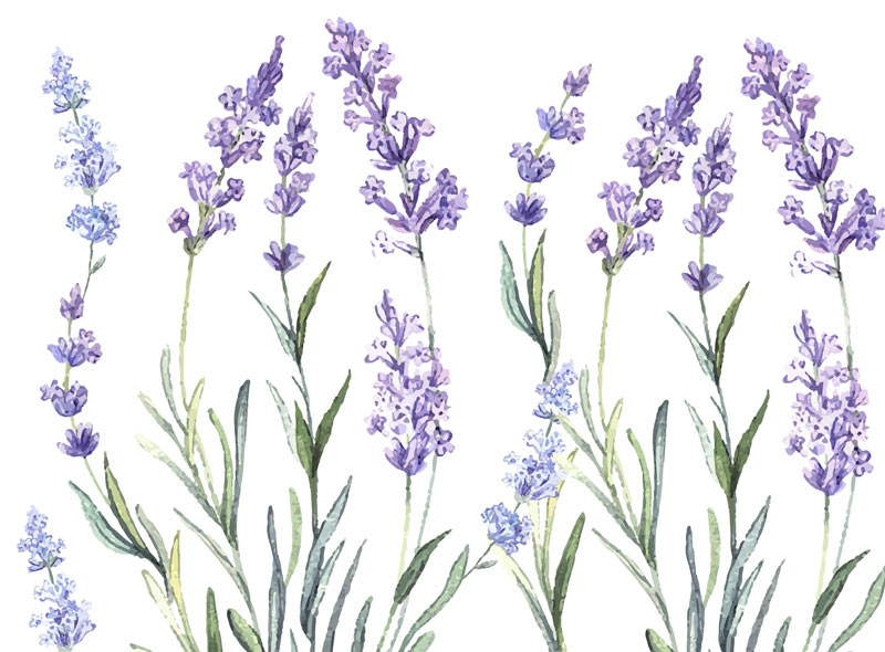 Watercolor illustration of lavender flowers