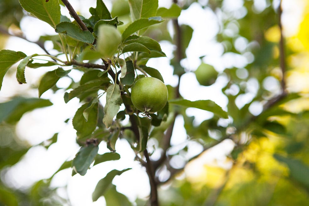 apple tree with green apples shot on chesterhaven beach farm