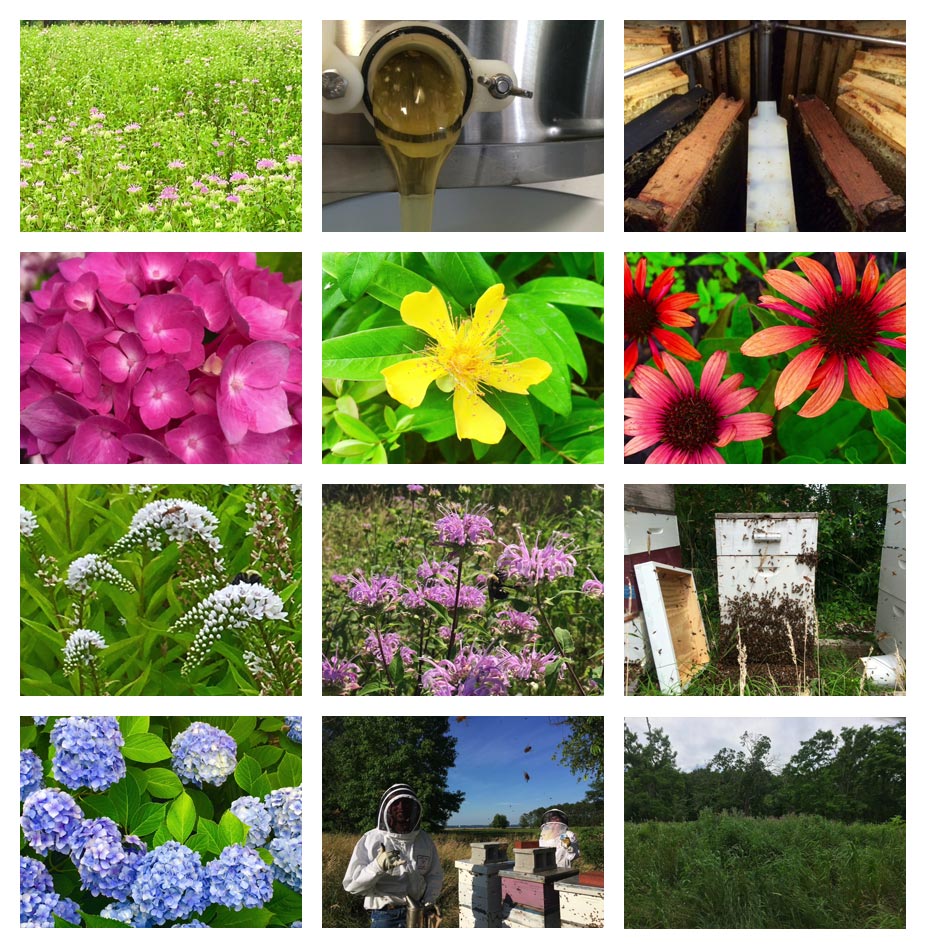 Artisanal honey on the eastern shore made from a collection of flowers we've planted on our farm. Some are featured in this image.