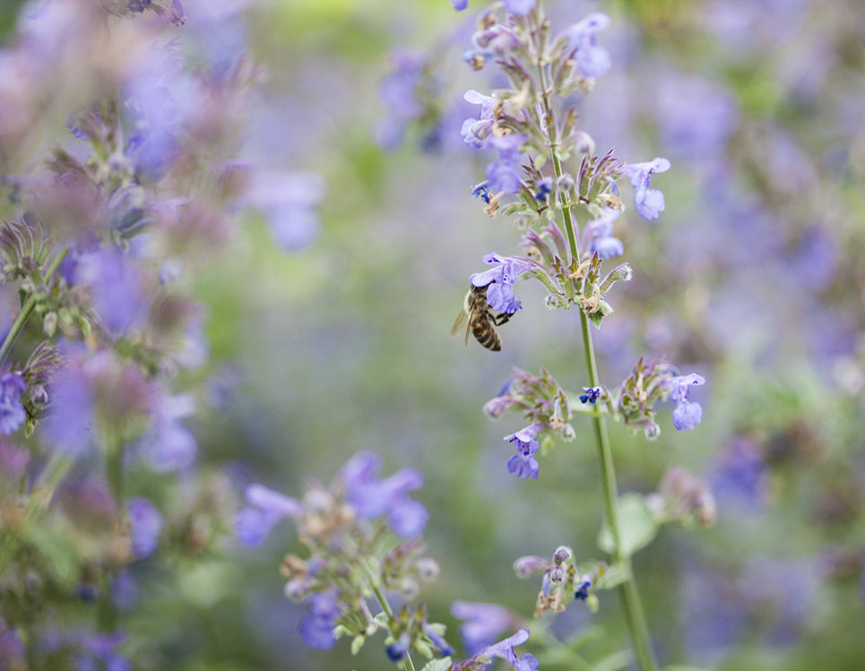 Bee on russian sage collecting nectar and pollen in spring