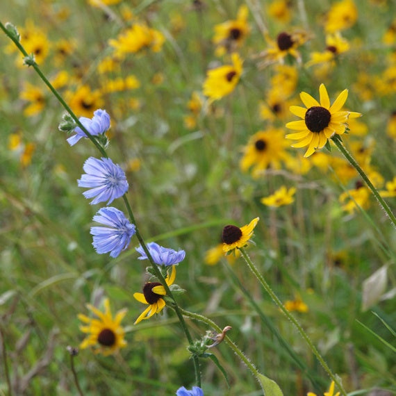 Bee Inspired Wildflower fields on Chesterhaven Beach Farm