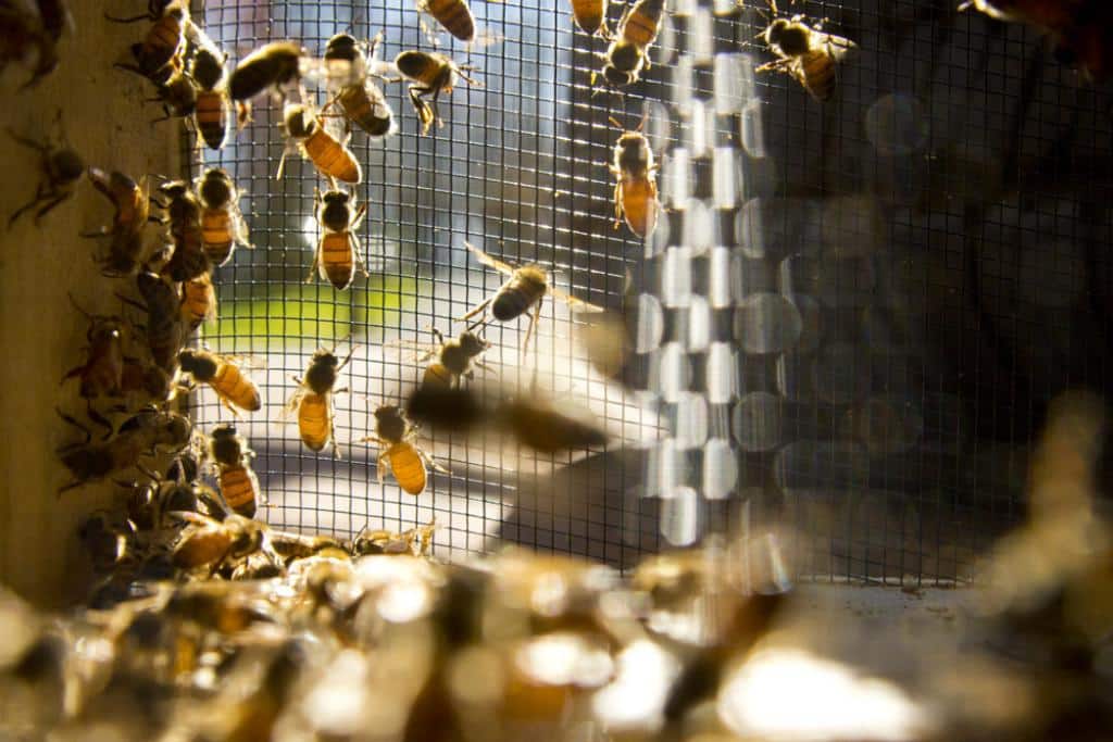 honeybees in a package
