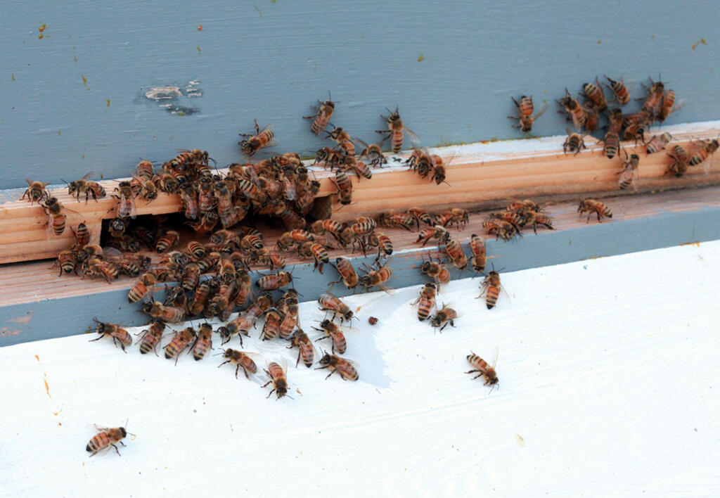 My first hive beekeeping on the eastern shore of maryland