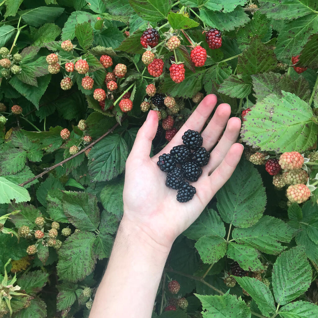 Fresh-picked blackberries in hand