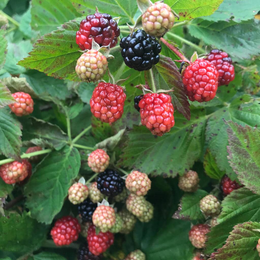 summer blackberries on the Eastern Shore
