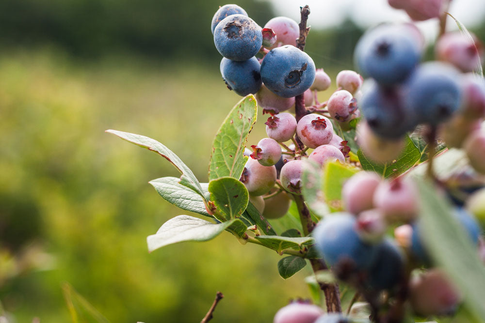 blueberries in the field at chesterhaven beach farm