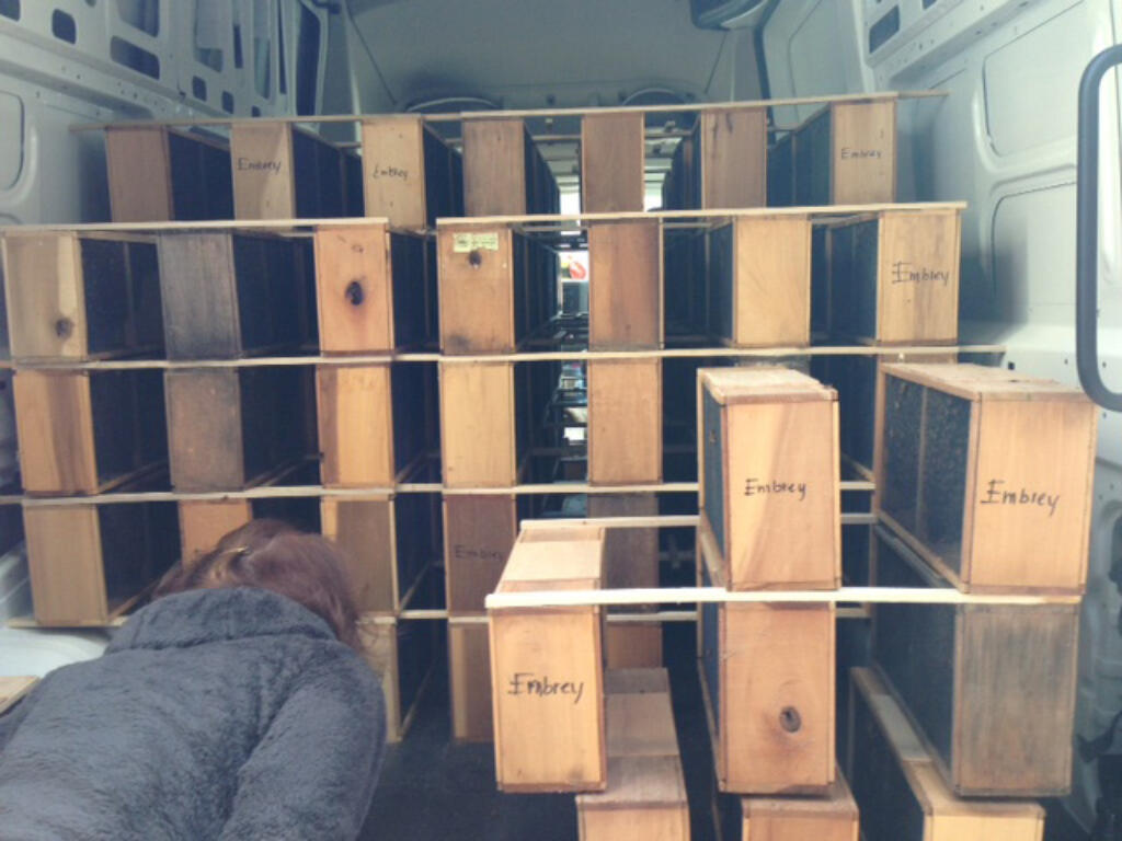 boxes of bees
