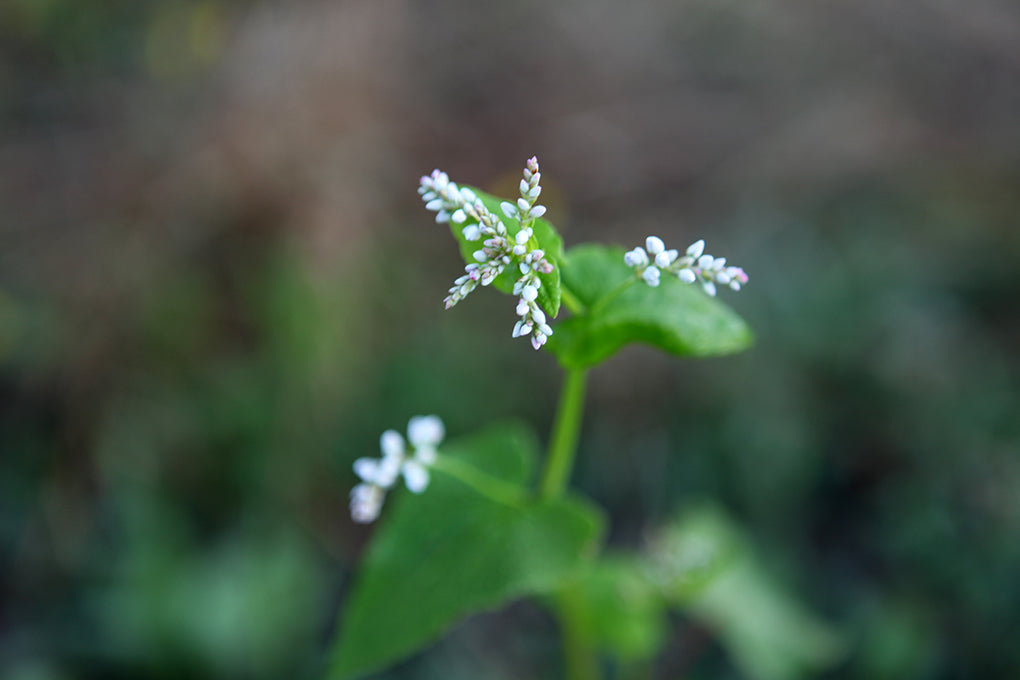 Buckwheat Honey comes from the Buckwheat Flower. This image of a baby buckwheat plant was taken on Chesterhaven Beach Farm