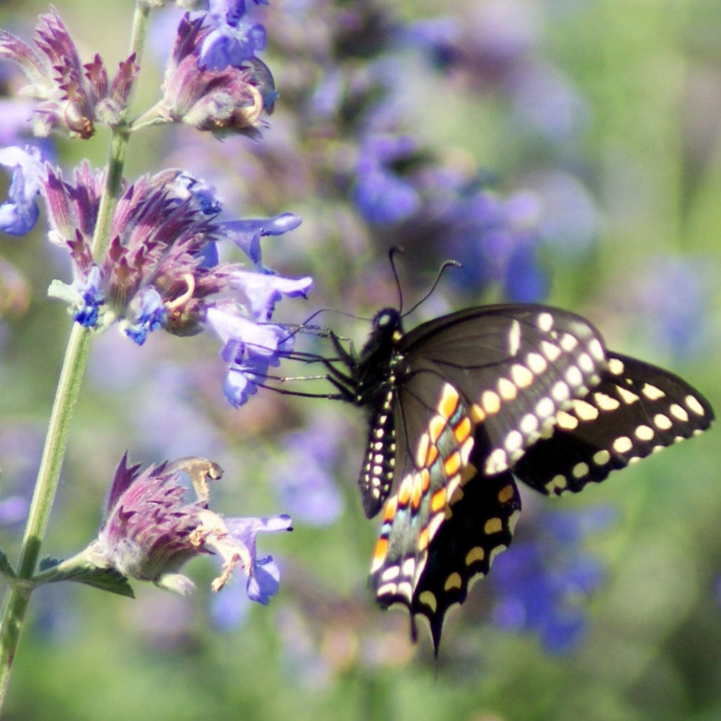 eastern shore life-butterfly enjoying a flower on chesterhaven beach farm