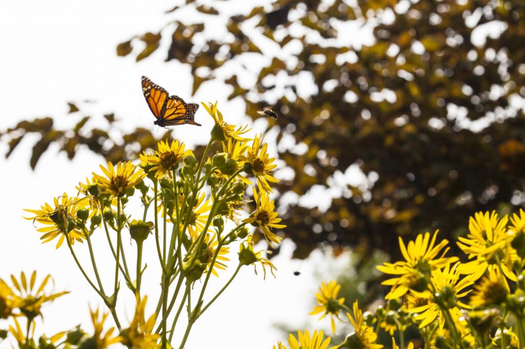 Looking back on the summer and the ecology of the farm. This monarch butterfly visited yellow cup flowers planted near the back of the farm house.