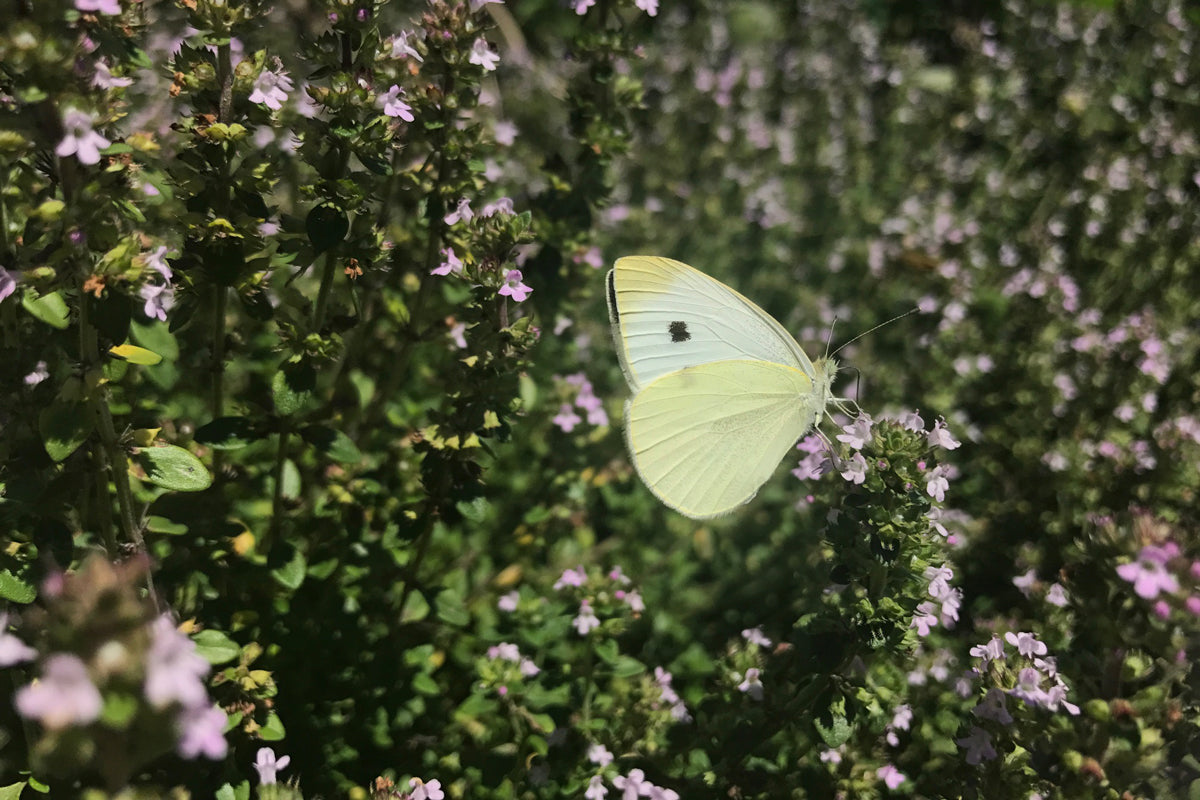 monarch butterfly on salvia spikes