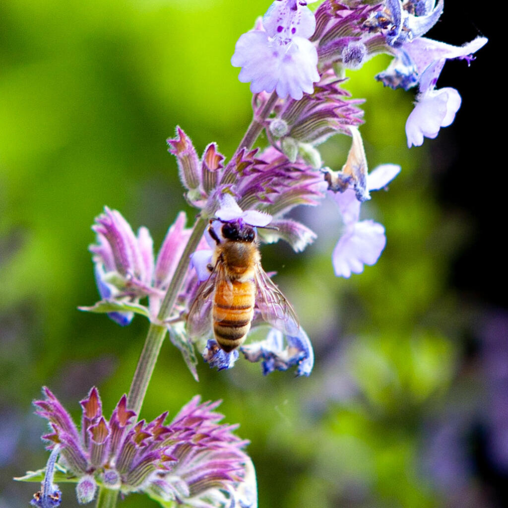 Bee foraging and pollinating russian sage