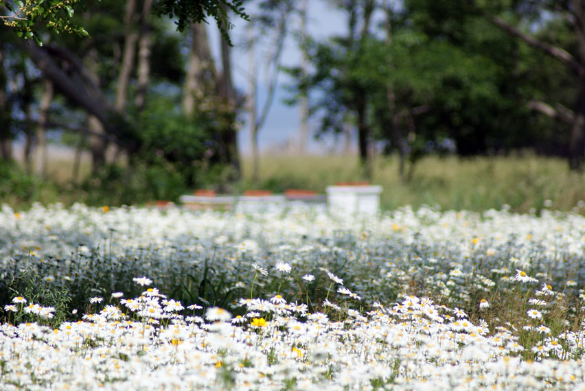 Chesterhaven daisy field