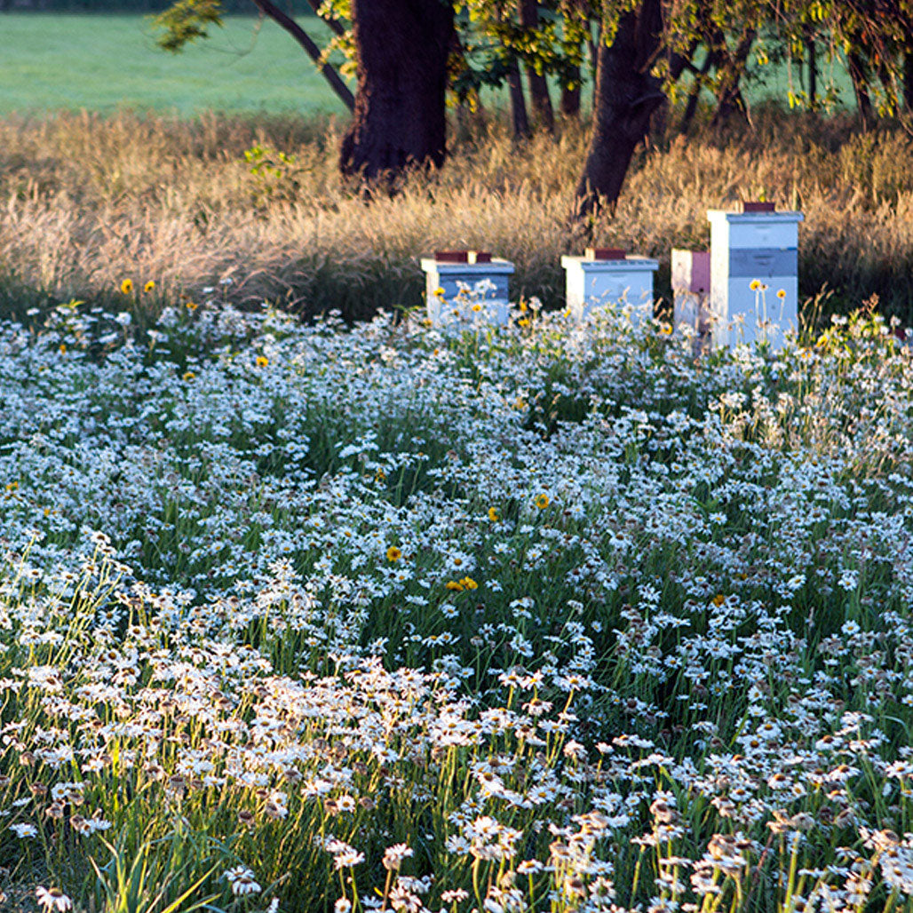 our apiary in the first bloom