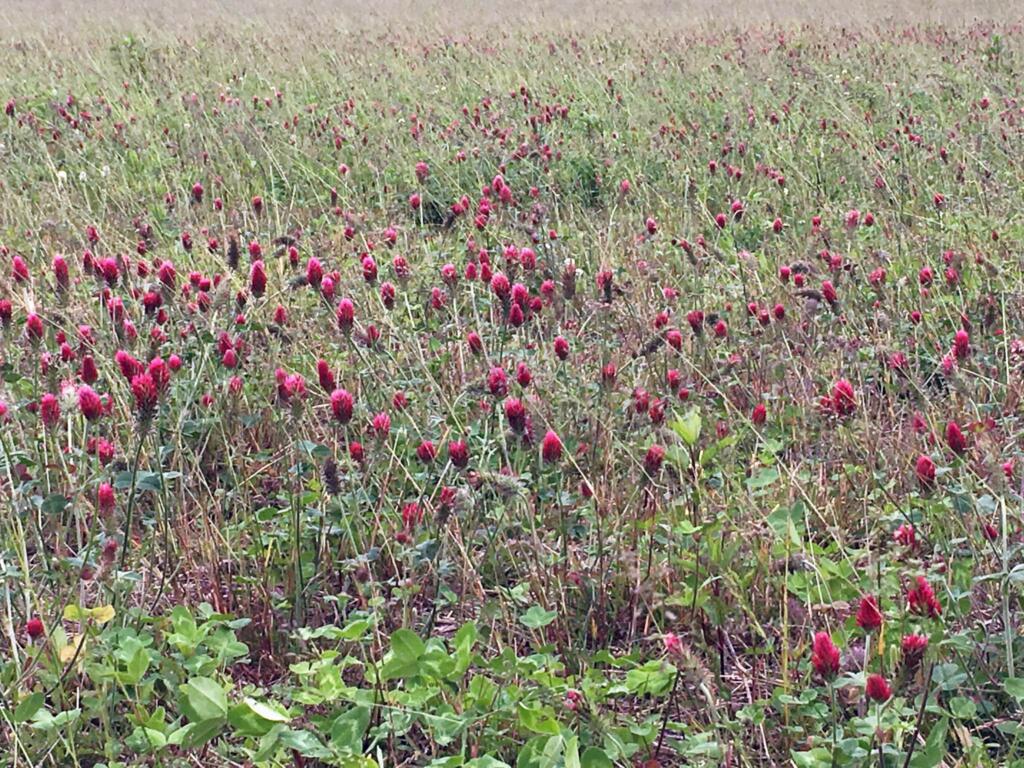 Clover blend field in our apiary