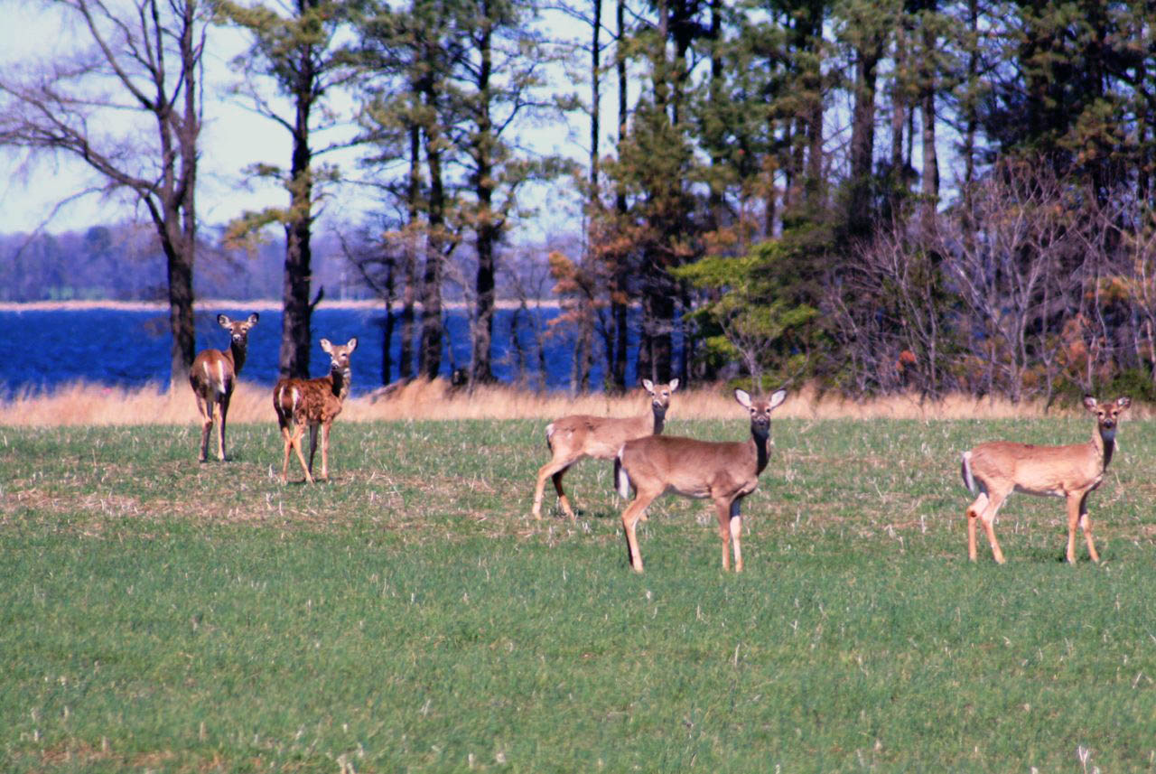 Deer staring at camera on chesterhaven beach farm