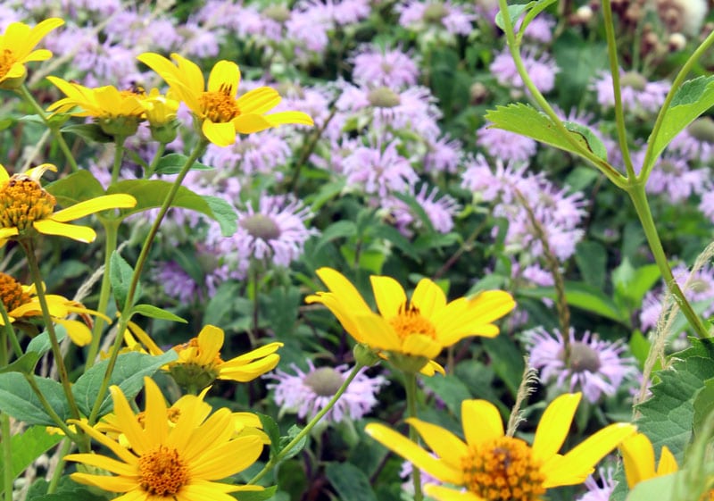 false sunflower with bergamot