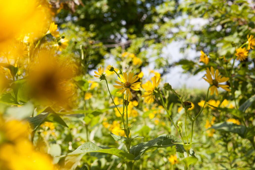 False Sunflowers growing on the farm.