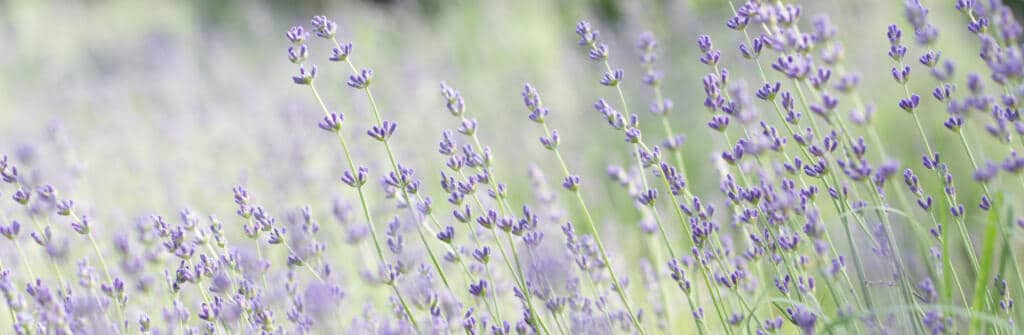 Bright photo of lavender