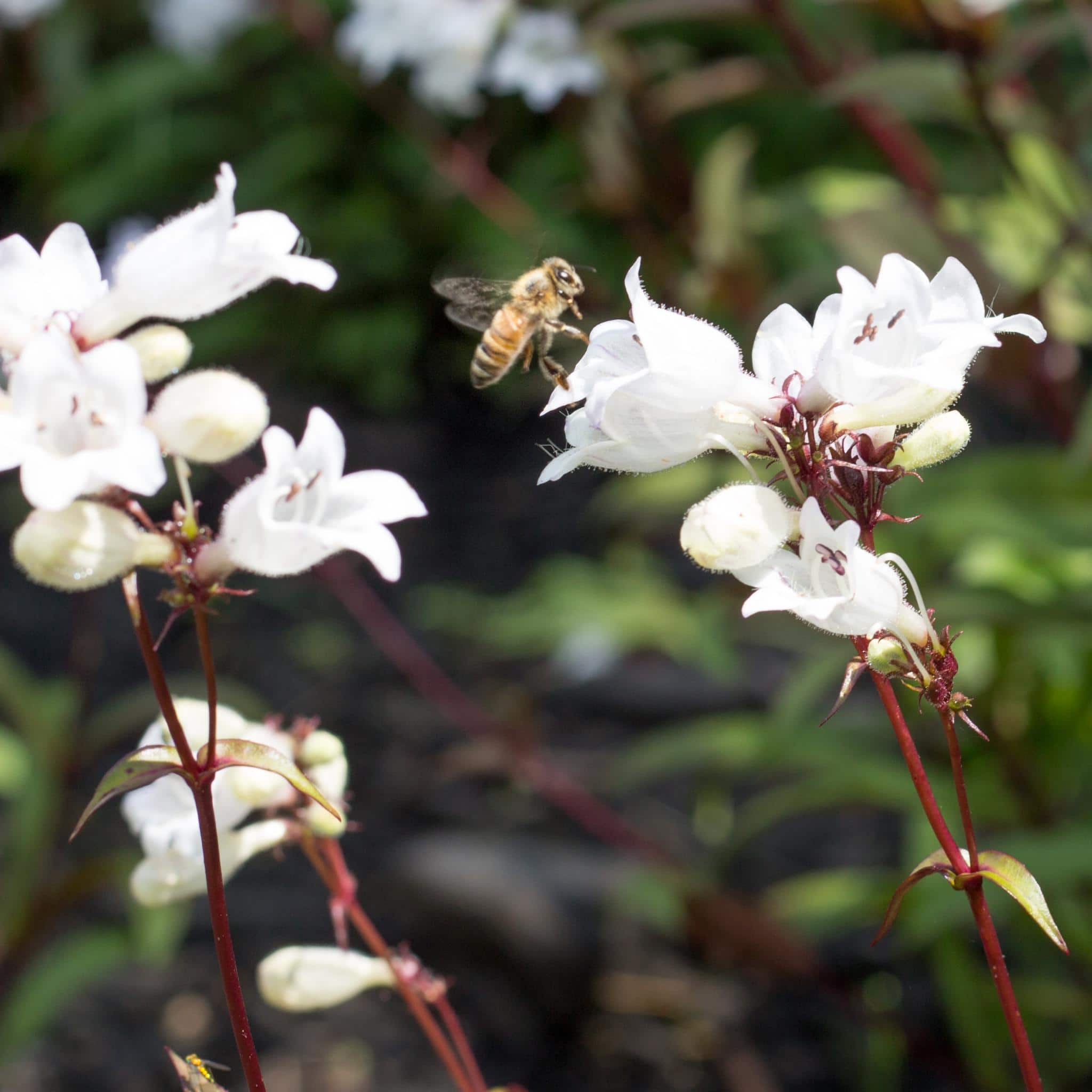 a honeybee hovers over a white flower